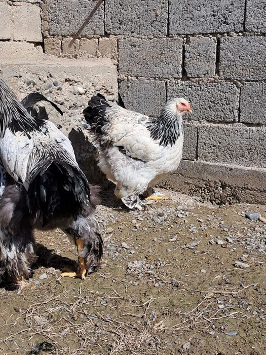 Гигант брама тухумлари