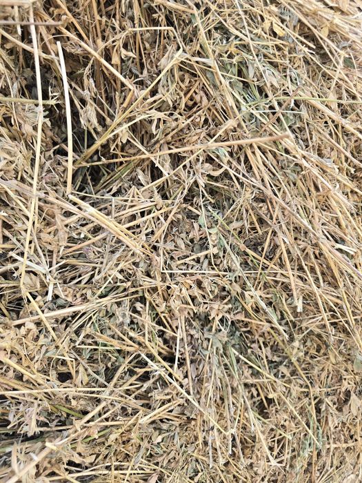 Baloți lucernă rotunzi