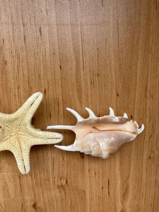 Морска звезда и Рапан