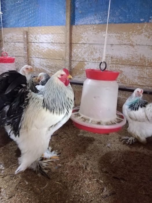 Vând familie brahma herminat deschis