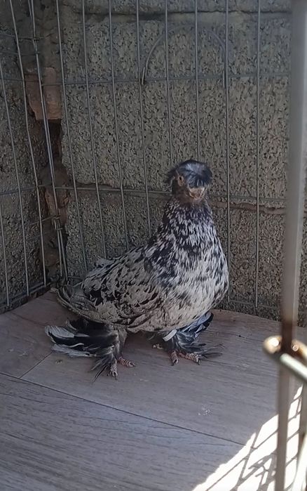 Челкарь самец взрослый