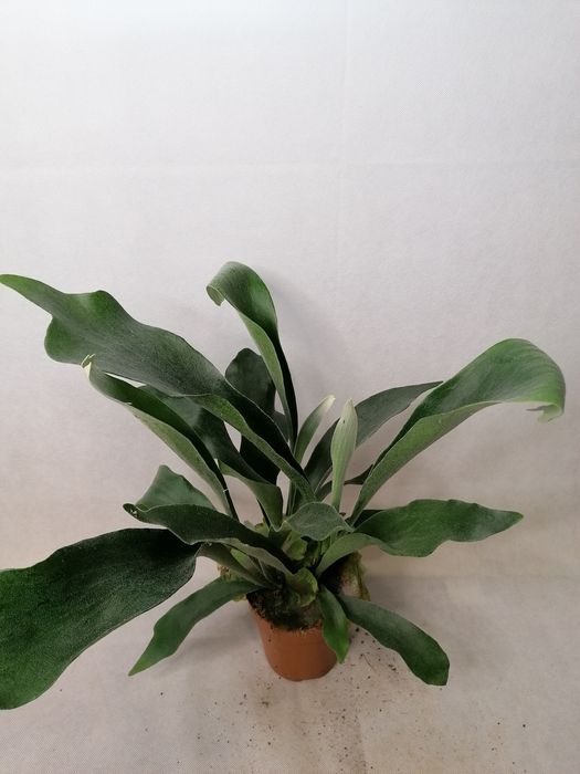 Стайни зелени цветя