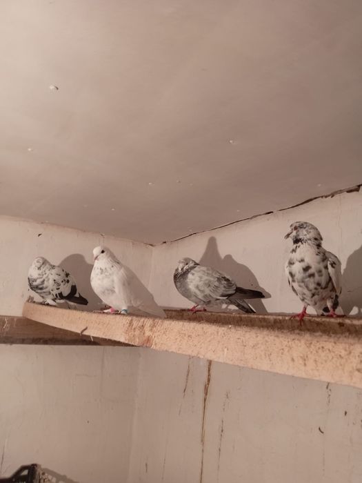 Голуби Продаются