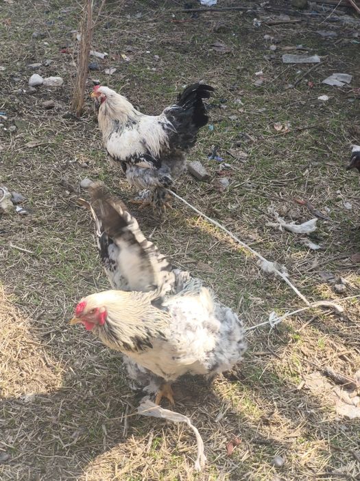 Домашние петухи брама