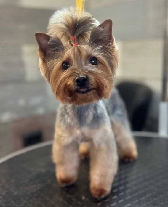 Груминг Pet Barber Варна