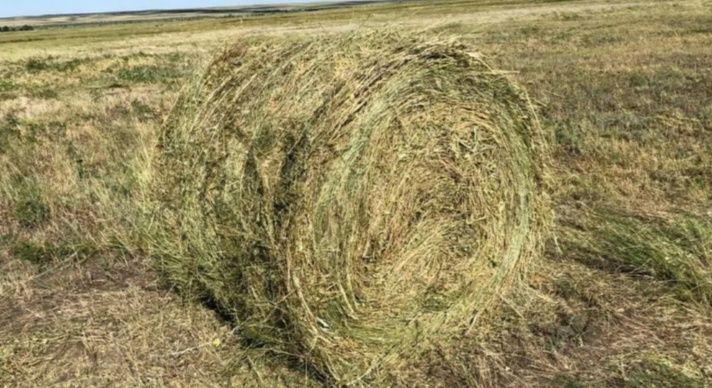 Рулон шөп сатылады