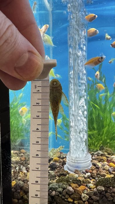 Аквариумные рыбки Тернеция и Анцитрус