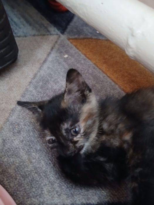 Отдам лучших котят