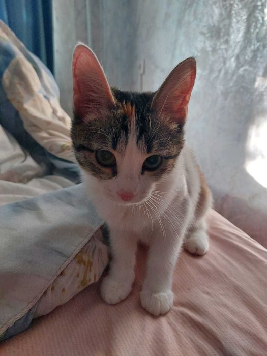 Кошка в добрые руки