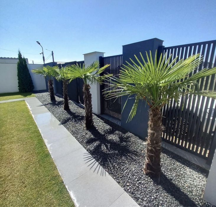 Tuia la cele mai bune preturi