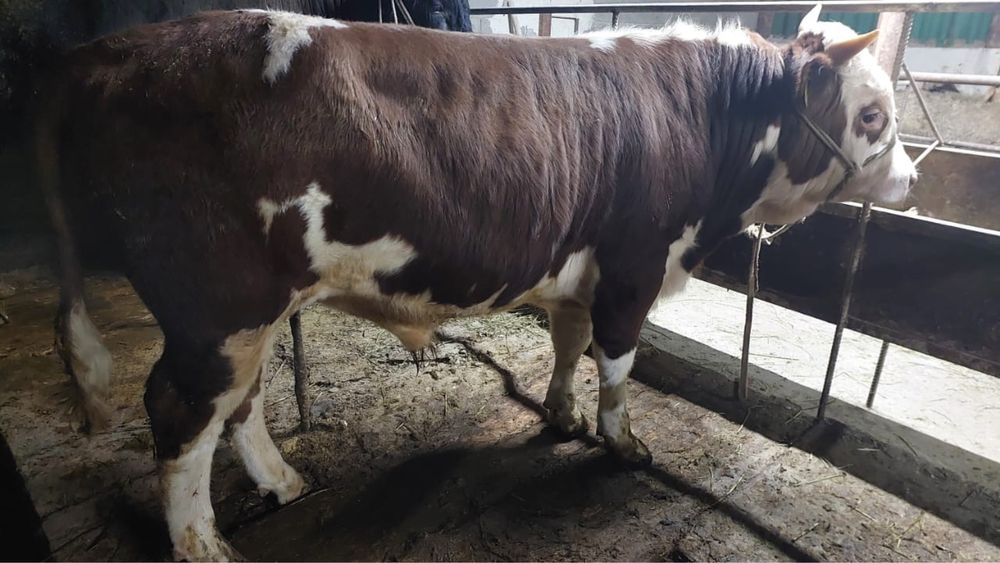 Срочно продается бычок