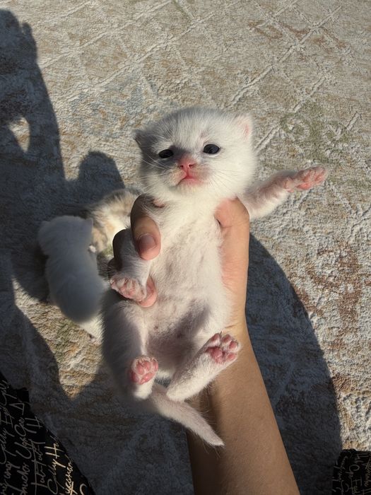 Котята веслоухие