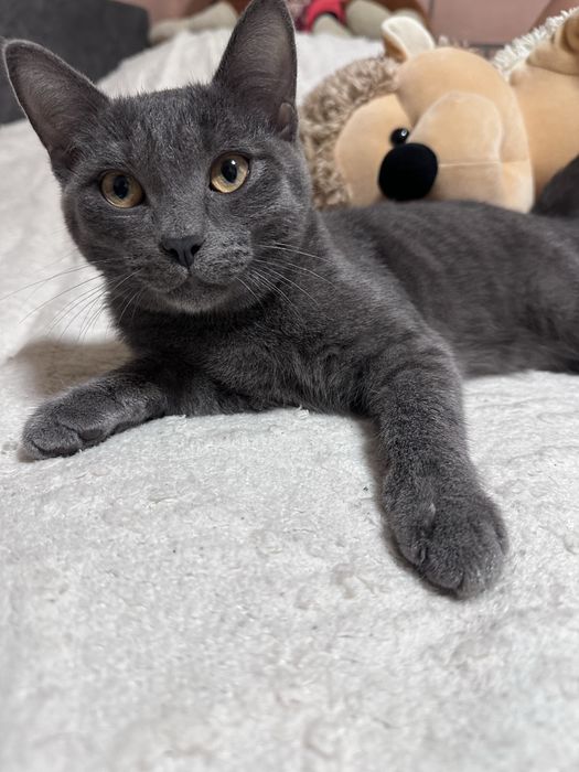 Котенок в добрые руки
