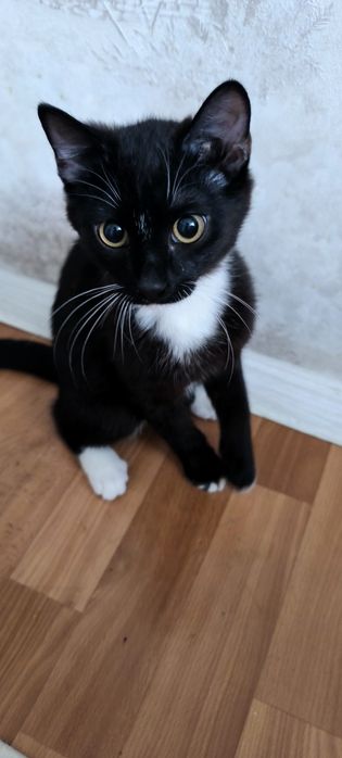 Кот кошка котенок