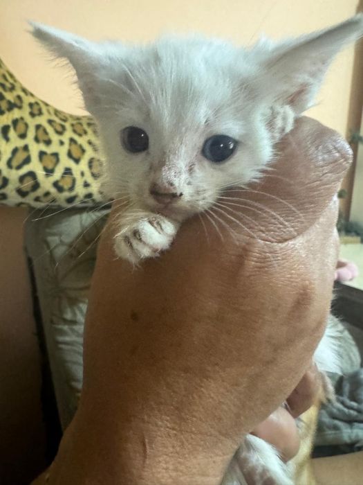 Отдам котят девочки