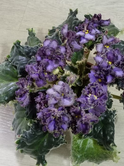 Продам сортовые фиалки