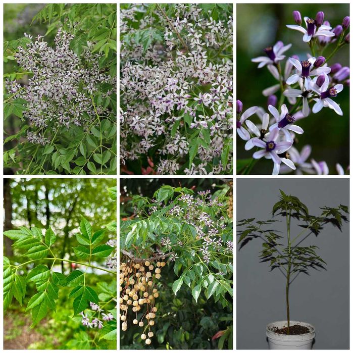 Мелия, син и бял сисиринхиум, гинко, сингониум