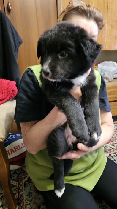 Отдам в хорошие руки щенков