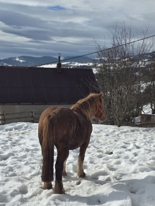 Vând mânză gestantă, 3,5 ani