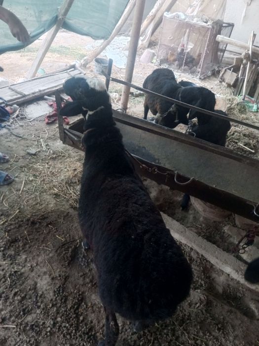 Qoʻchqor sotiladi,ikki yoshlik