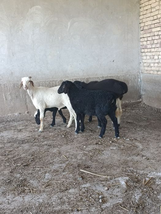 Кузи кучкорчалар сотилади