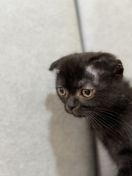 Biritanskiy fold mushugchasi sotiladi