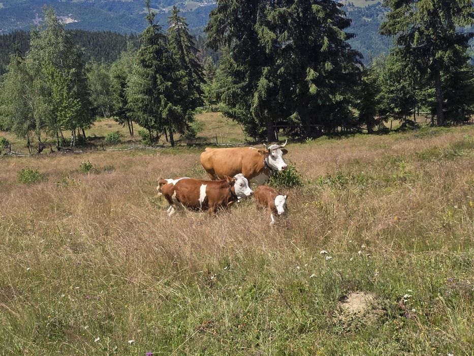 Vaca cu vitel si juninca
