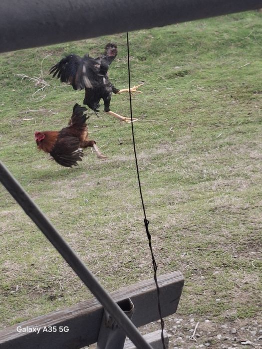 Тауык пен ҚОРАЗ бәрі  сатылады