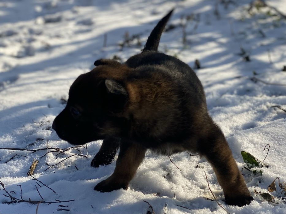 Donatie  catel  malinois varsta 6 saptamani