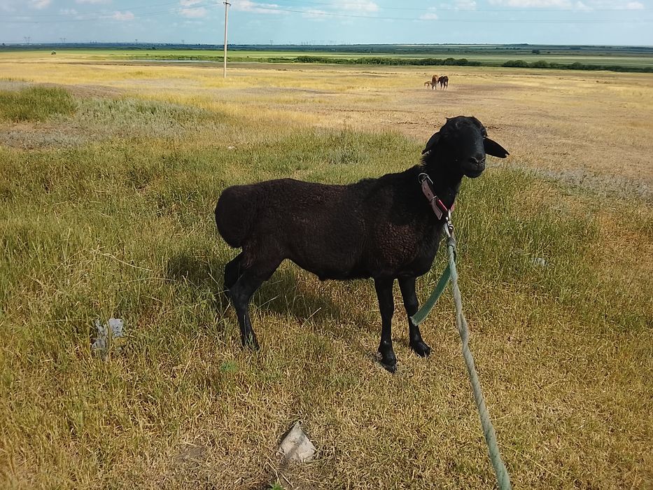 Продам кошкара едильбая 8 месяцев.