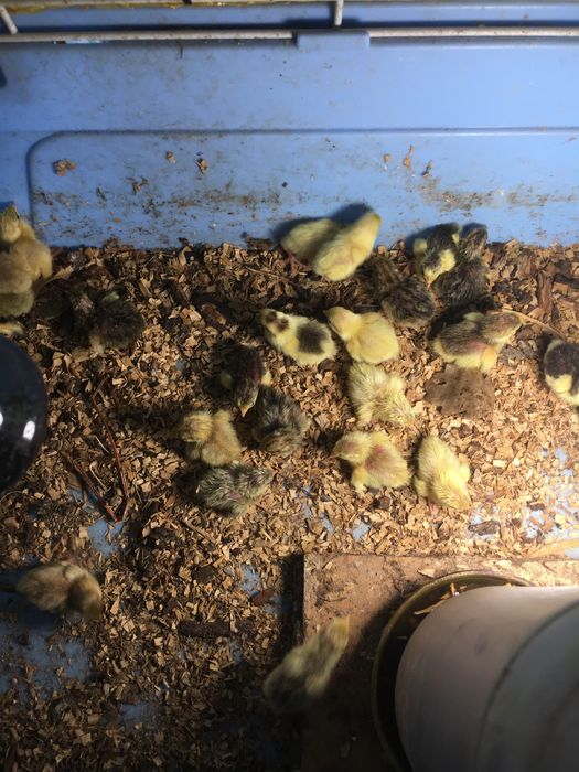 Китайски пъдпъдъци