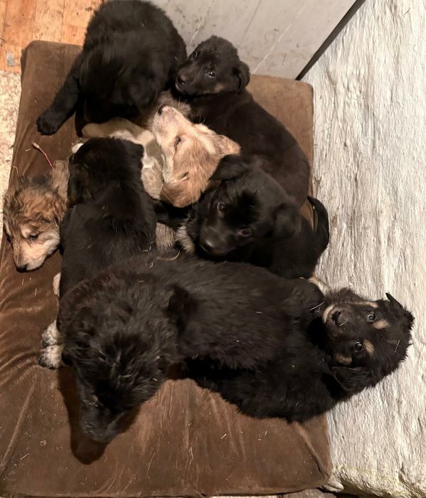 Отдам в добрые руки щенят