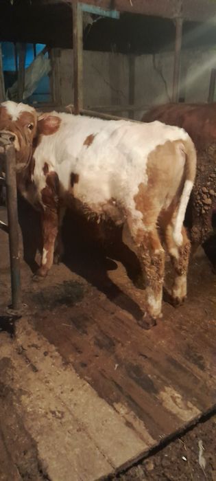 Бычки молодые породистые