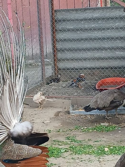 Pauni standard maturi pereche și tineret