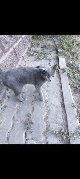 Кошечка ищет добрых хозяев