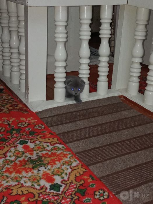 Mushuk Scottish fold