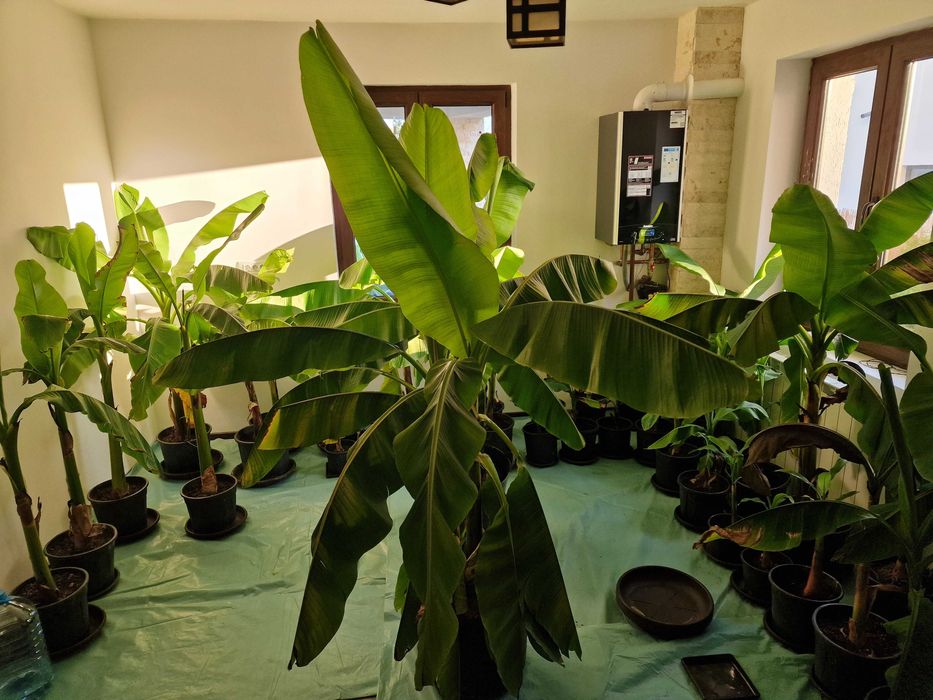 Bananieri Musa Basjoo Livrare Targoviste Ploiesti Bucuresti Pitesti