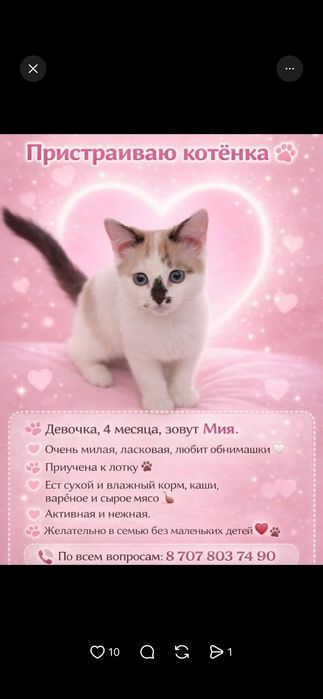 Отдам В Добрые руки