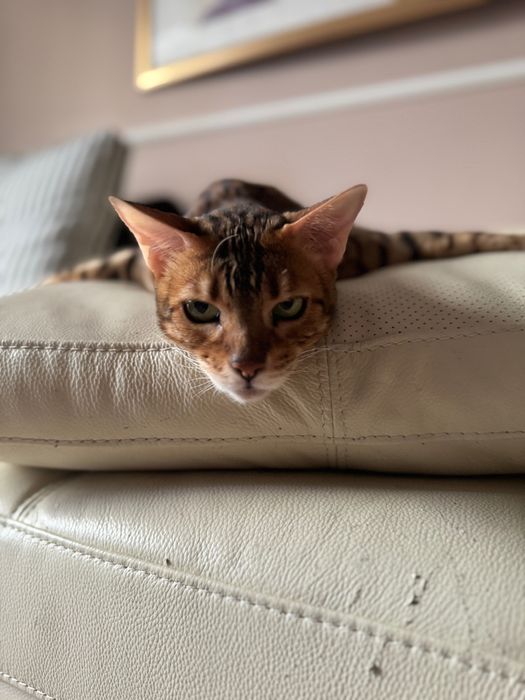 Отдам кошку в добрые руки