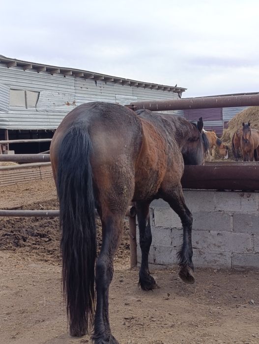 Продам жеребца иноходец