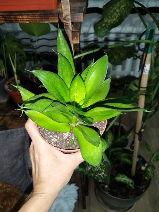 Комнатные растения