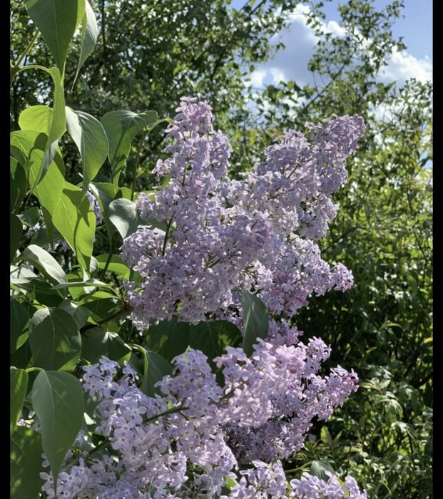 Продаю букет сирени