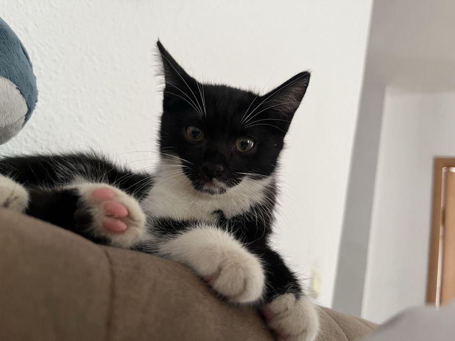 Котенок девочка в добрые руки