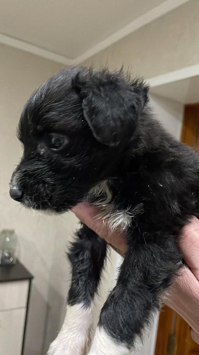 Щенок, 2 месяца, девочка