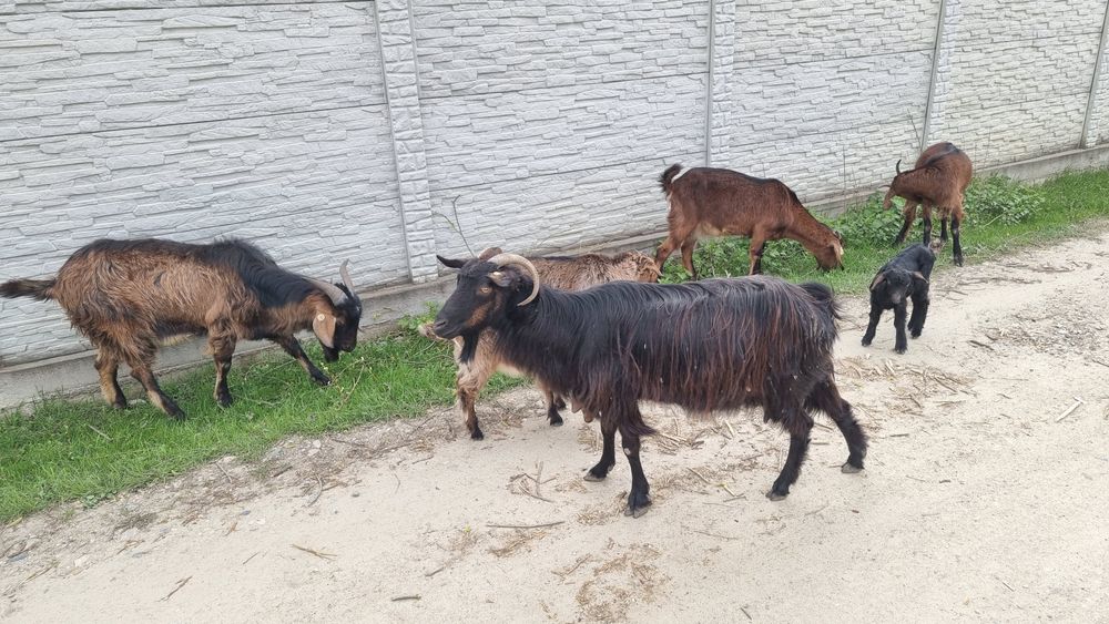 Vand 3 capre cu 5 iezi si 1 tap de anul trecut