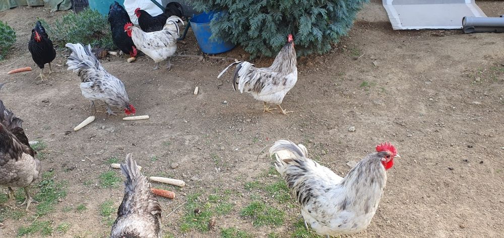 Vând cocoși rasa australorp