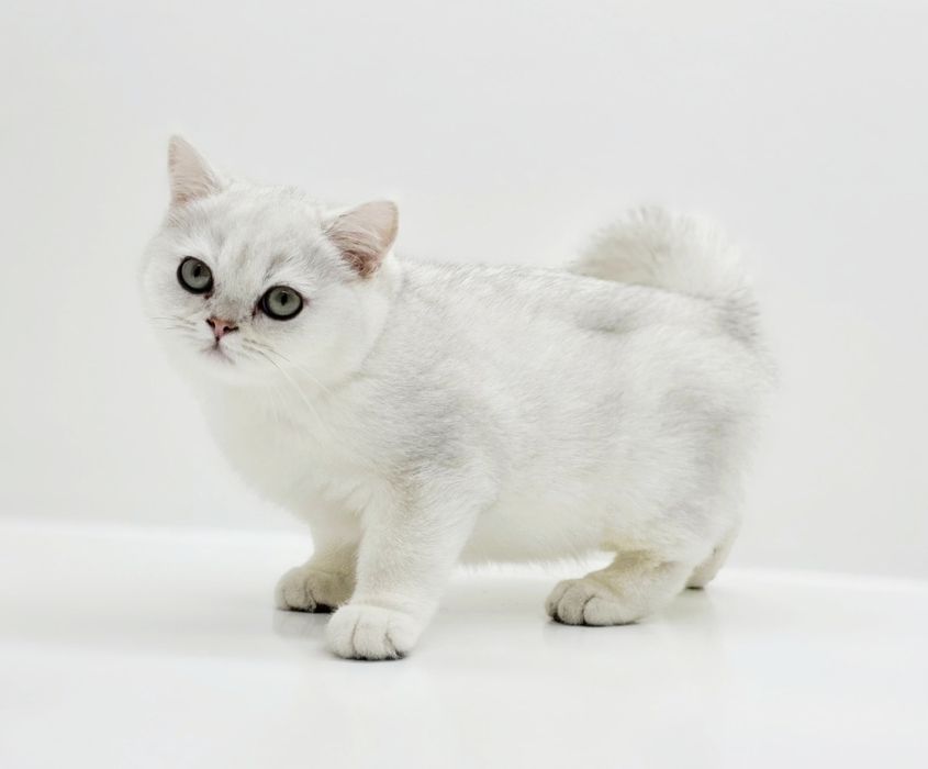 Котик  БриТансКий сереБро шинШилла
