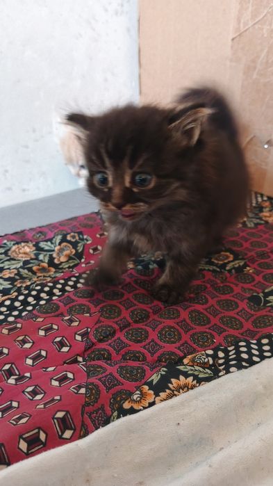 Отдам котят в добрые руки.