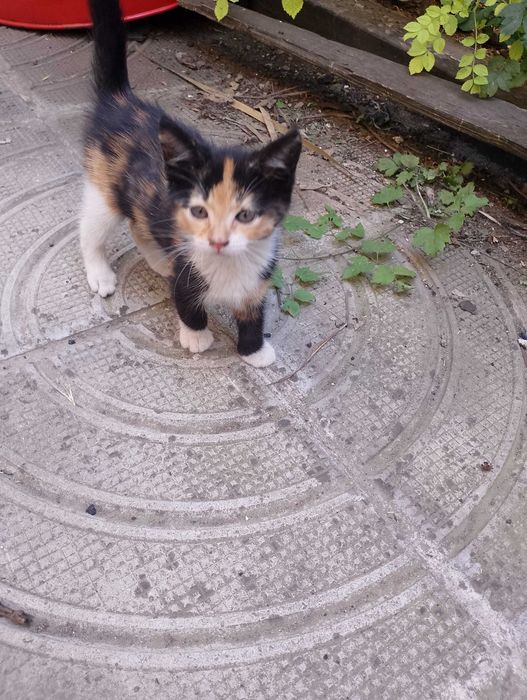 Подарявам котета