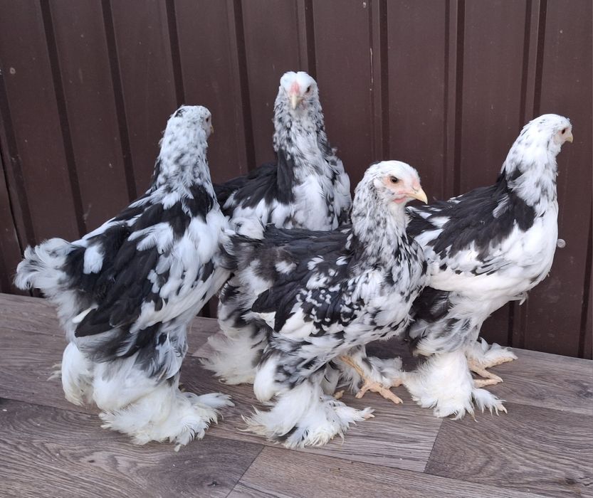 Vând ouă de incubat brahma negru bobat
